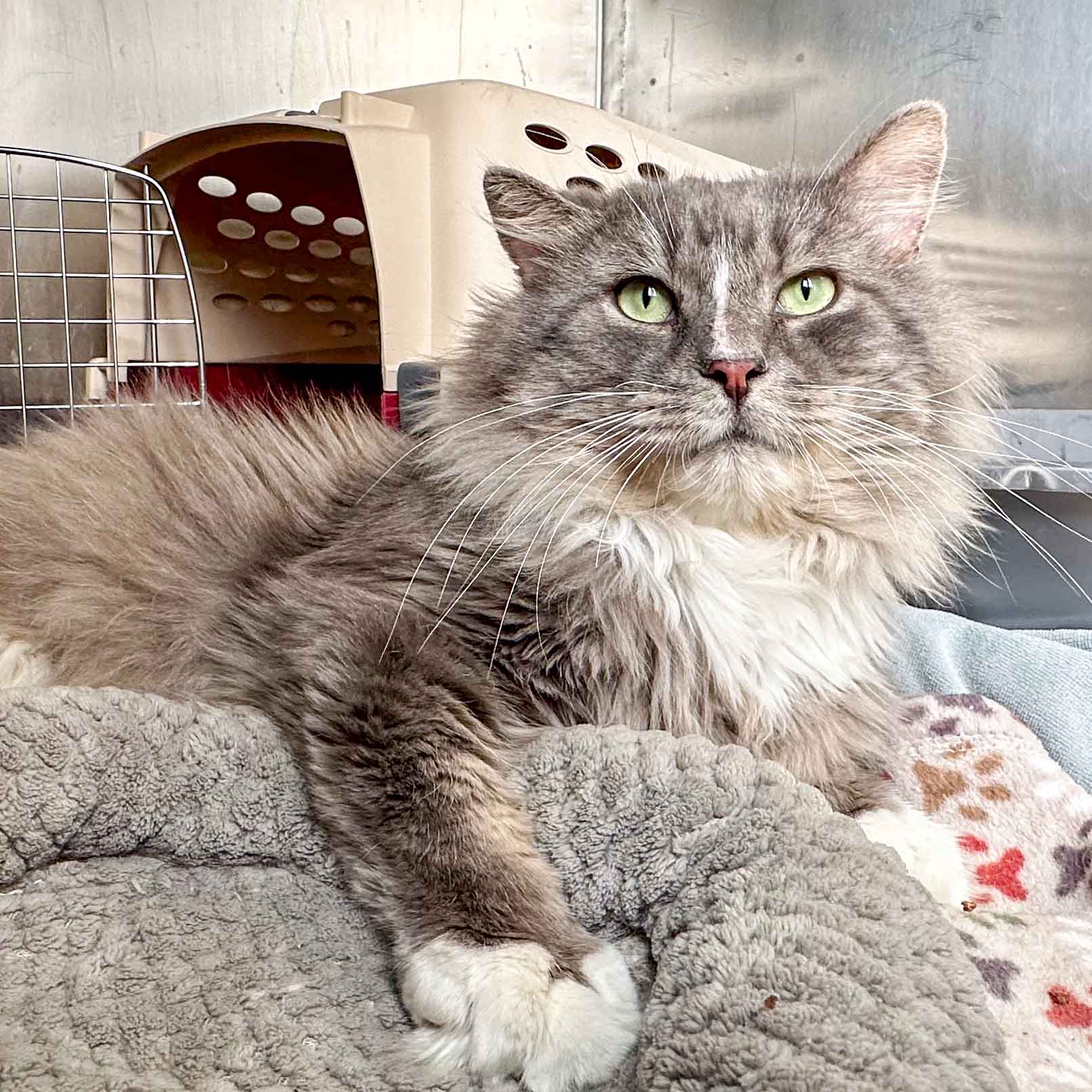 Enlarge Alfred, a Adoptable Domestic Long Hair in Stamford, CT image 2/4