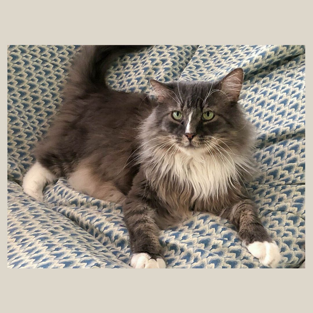 Enlarge Alfred, a Adoptable Domestic Long Hair in Stamford, CT image 3/4
