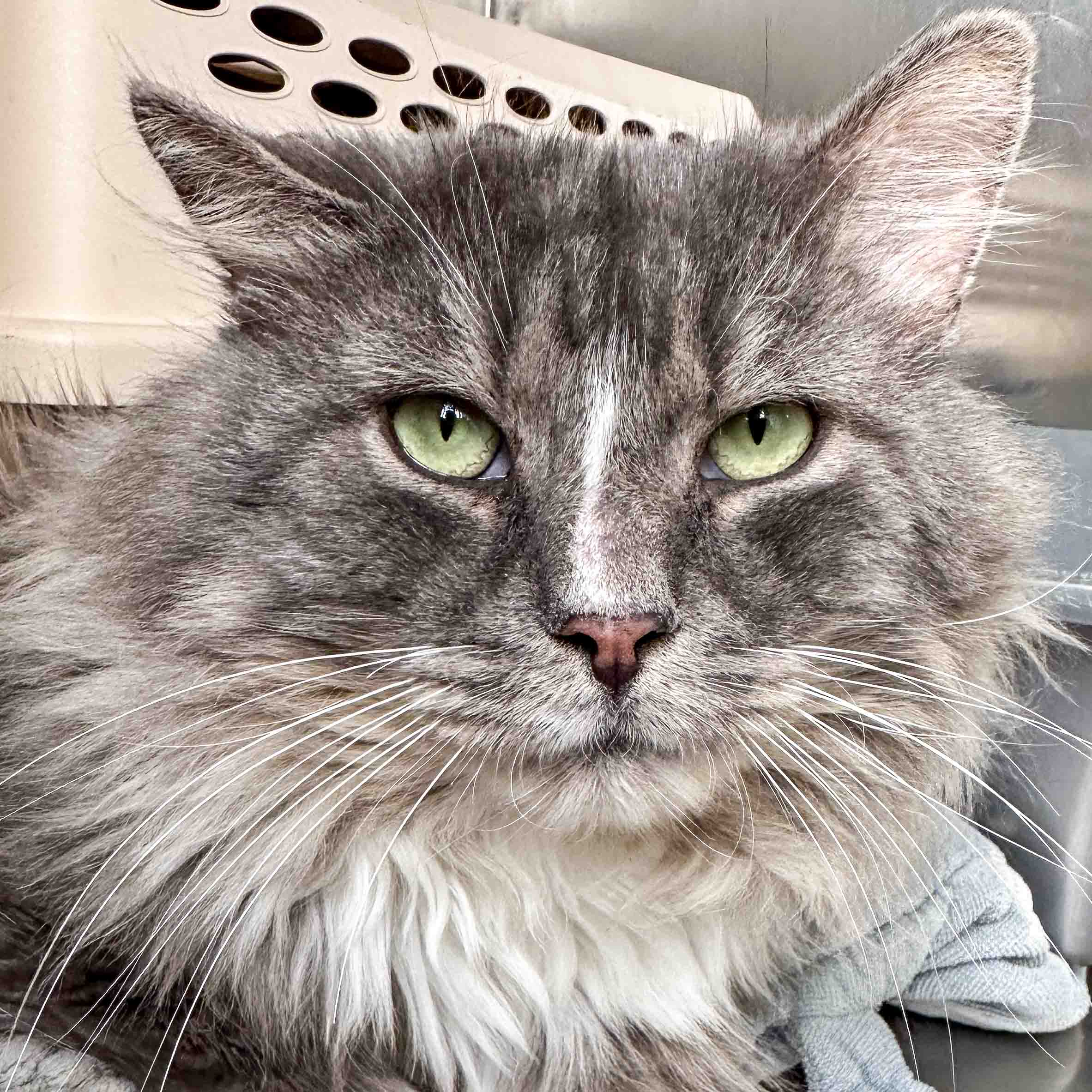 Alfred, Adoptable, Adult Male Domestic Long Hair.