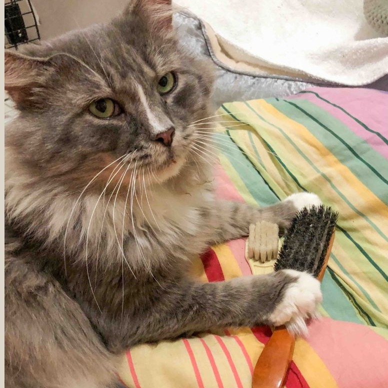 Alfred, a Adoptable Domestic Long Hair in Stamford, CT image 4/4