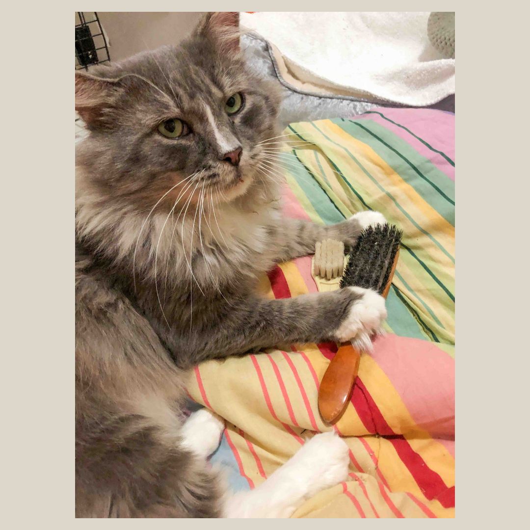 Enlarge Alfred, a Adoptable Domestic Long Hair in Stamford, CT image 4/4