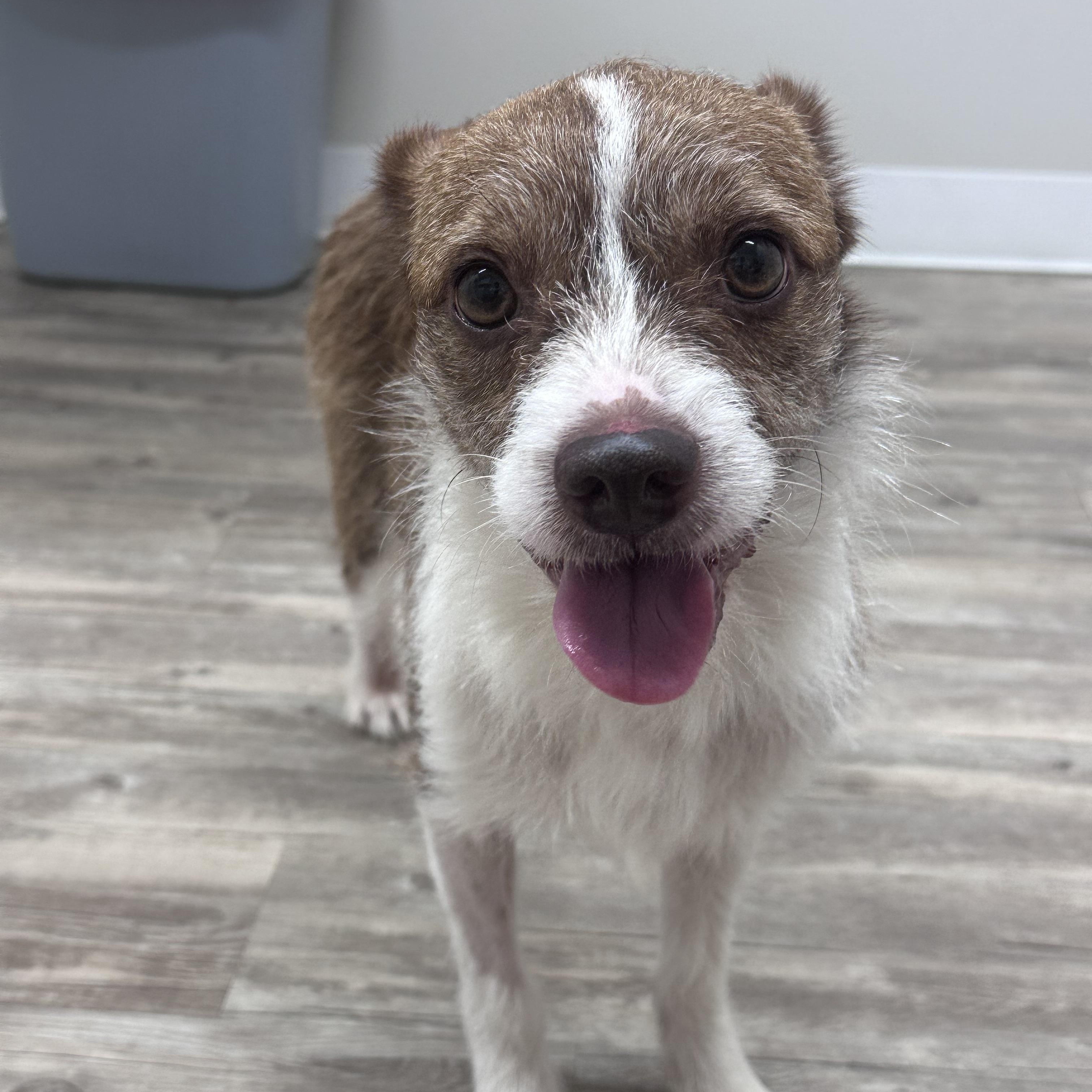 Enlarge Webber, a Adoptable mixed breed in Covington, TN image 2/2