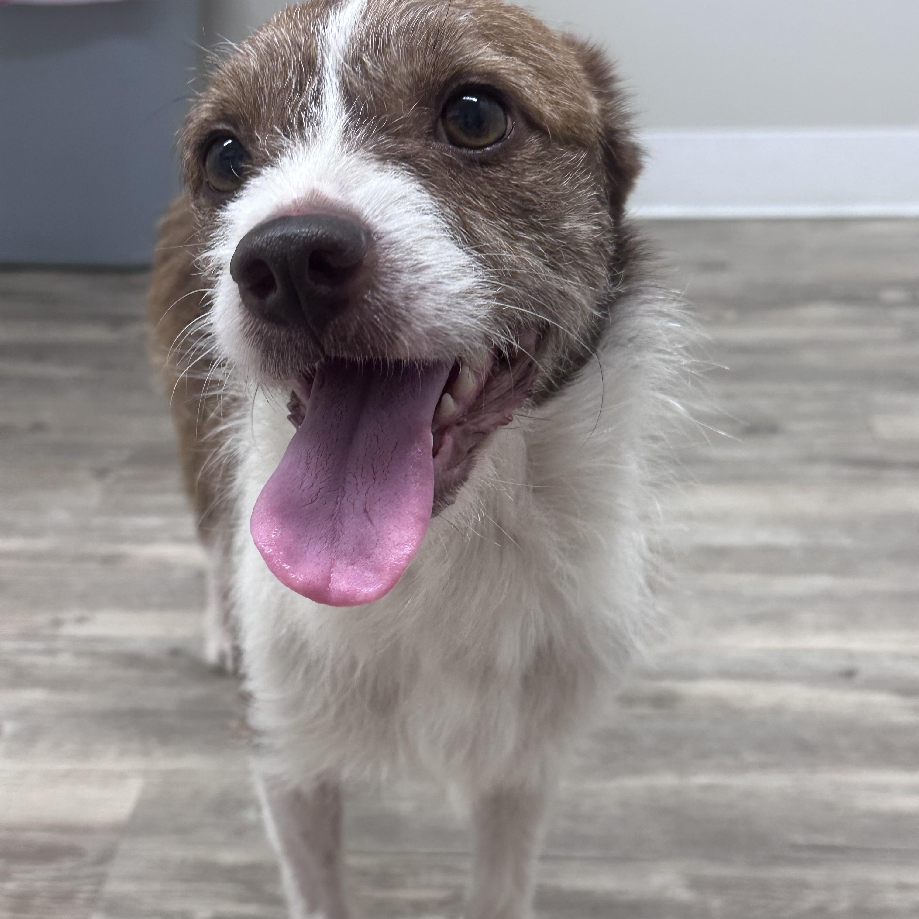 Webber, Adoptable, Adult Male Jack Russell Terrier.