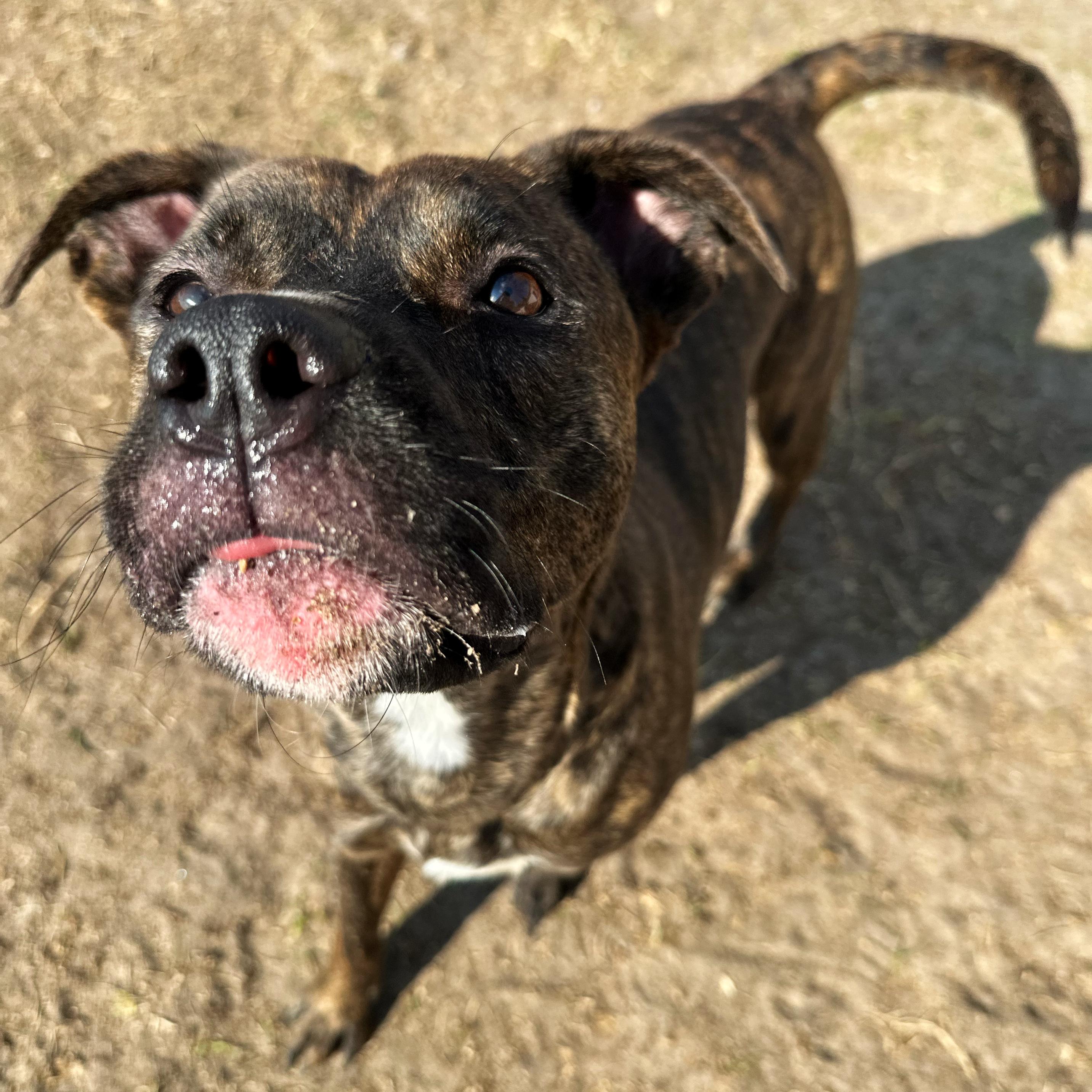 Brave, Adoptable, Young Male Pit Bull Terrier.