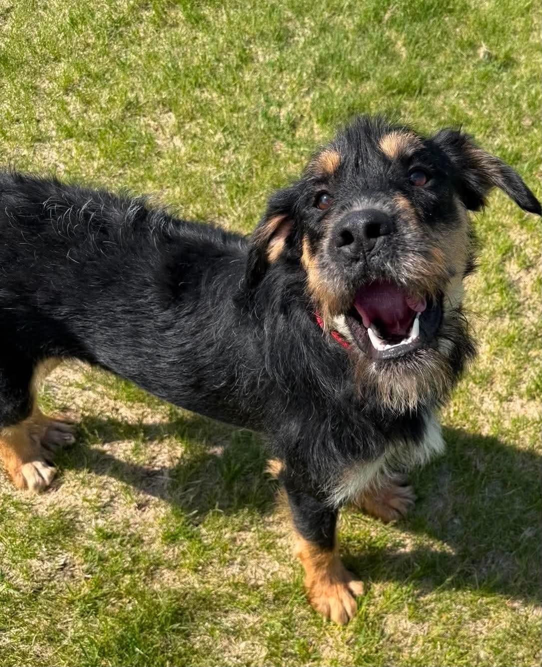 Taki, a ADOPTABLE German Wirehaired Pointer in Alexandria, MN image 2/2