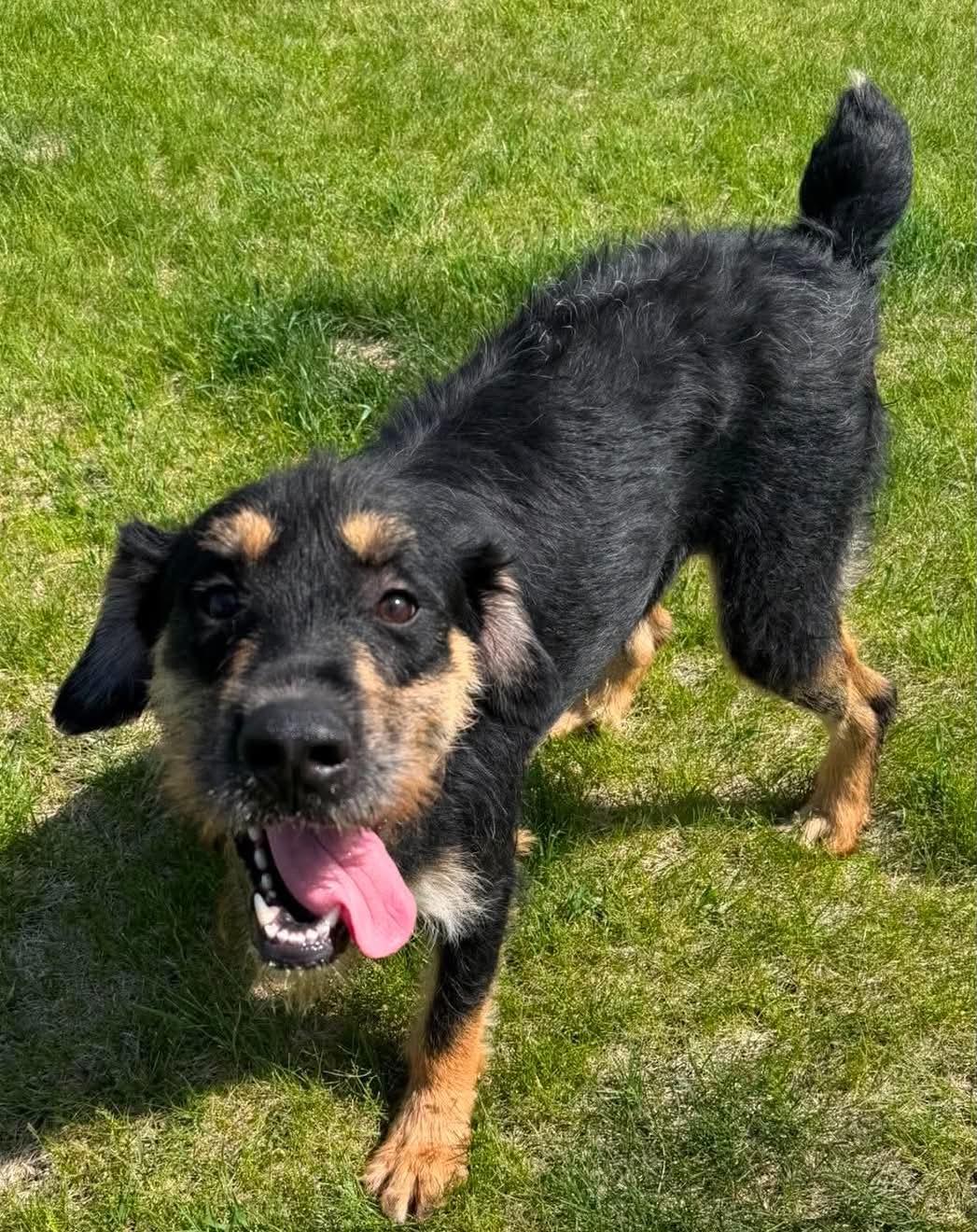 Taki, ADOPTABLE, Young Male German Wirehaired Pointer.