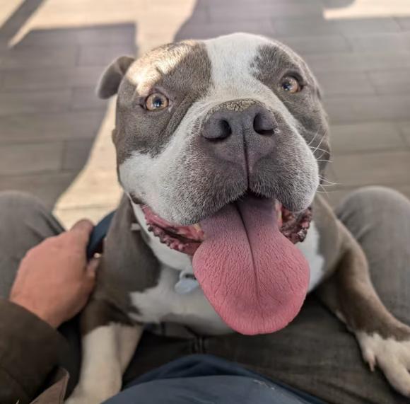 Enlarge Meatball, a Adopted mixed breed in Chula Vista, CA image 2/4