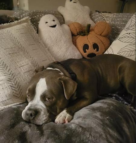 Enlarge Meatball, a Adopted mixed breed in Chula Vista, CA image 3/4