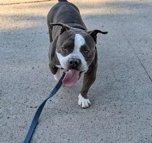 Enlarge Meatball, a Adopted mixed breed in Chula Vista, CA image 4/4