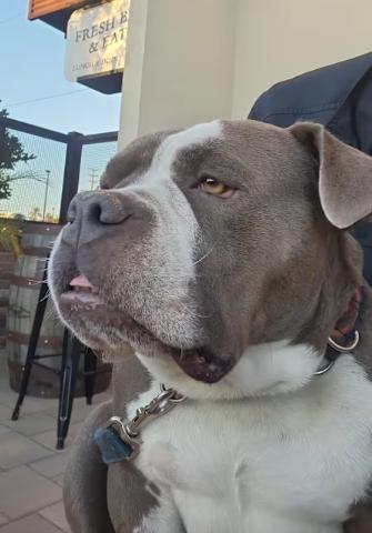 Meatball, Adopted, Senior Male American Staffordshire Terrier & American Bulldog.