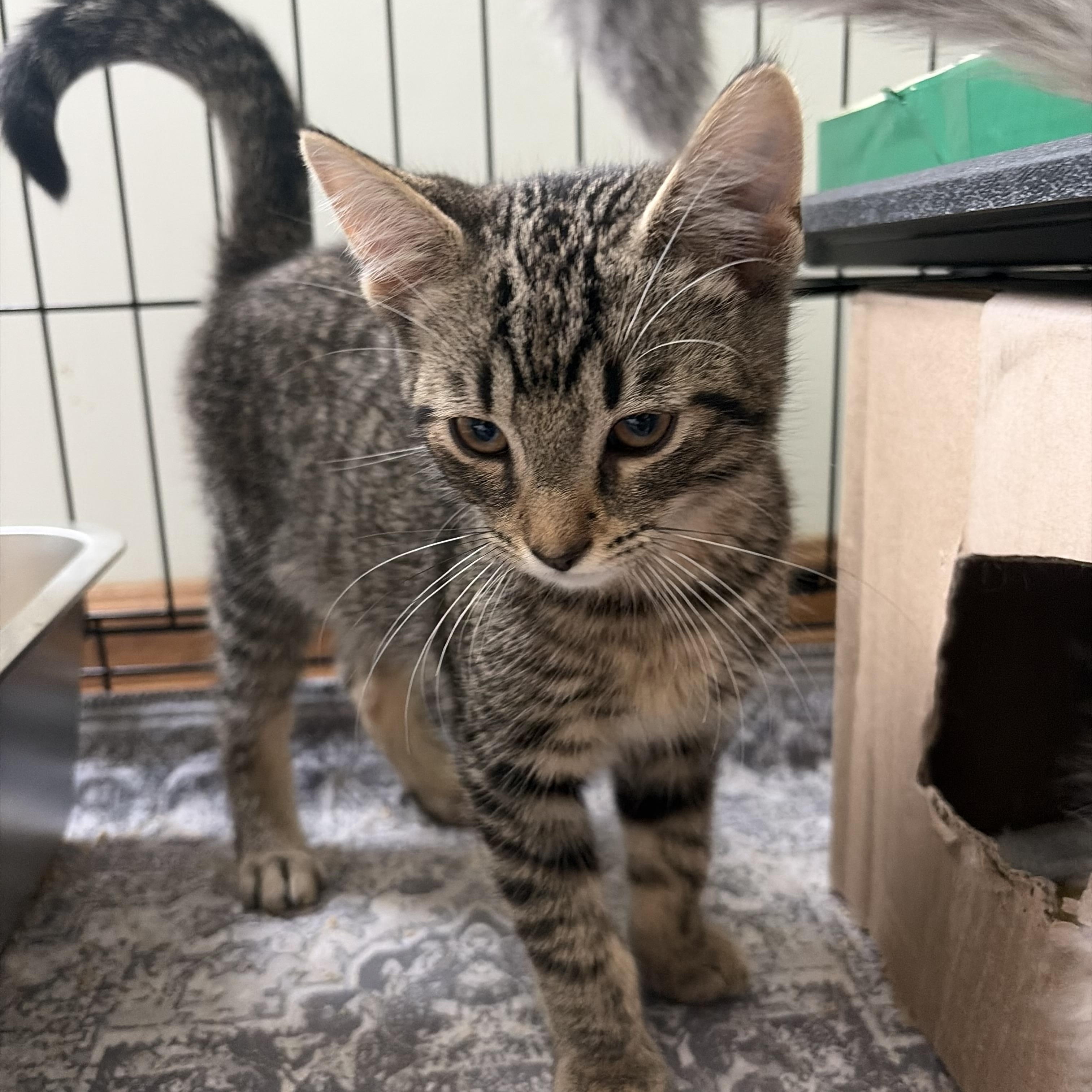 Blizzard, a Adoptable Tabby in Independence, OH image 2/3