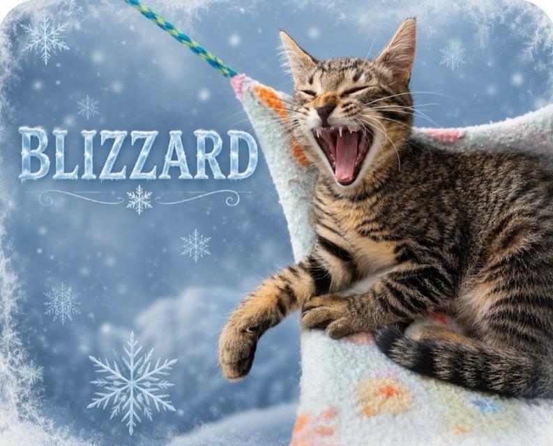 Blizzard, a Adoptable Tabby in Independence, OH image 1/3