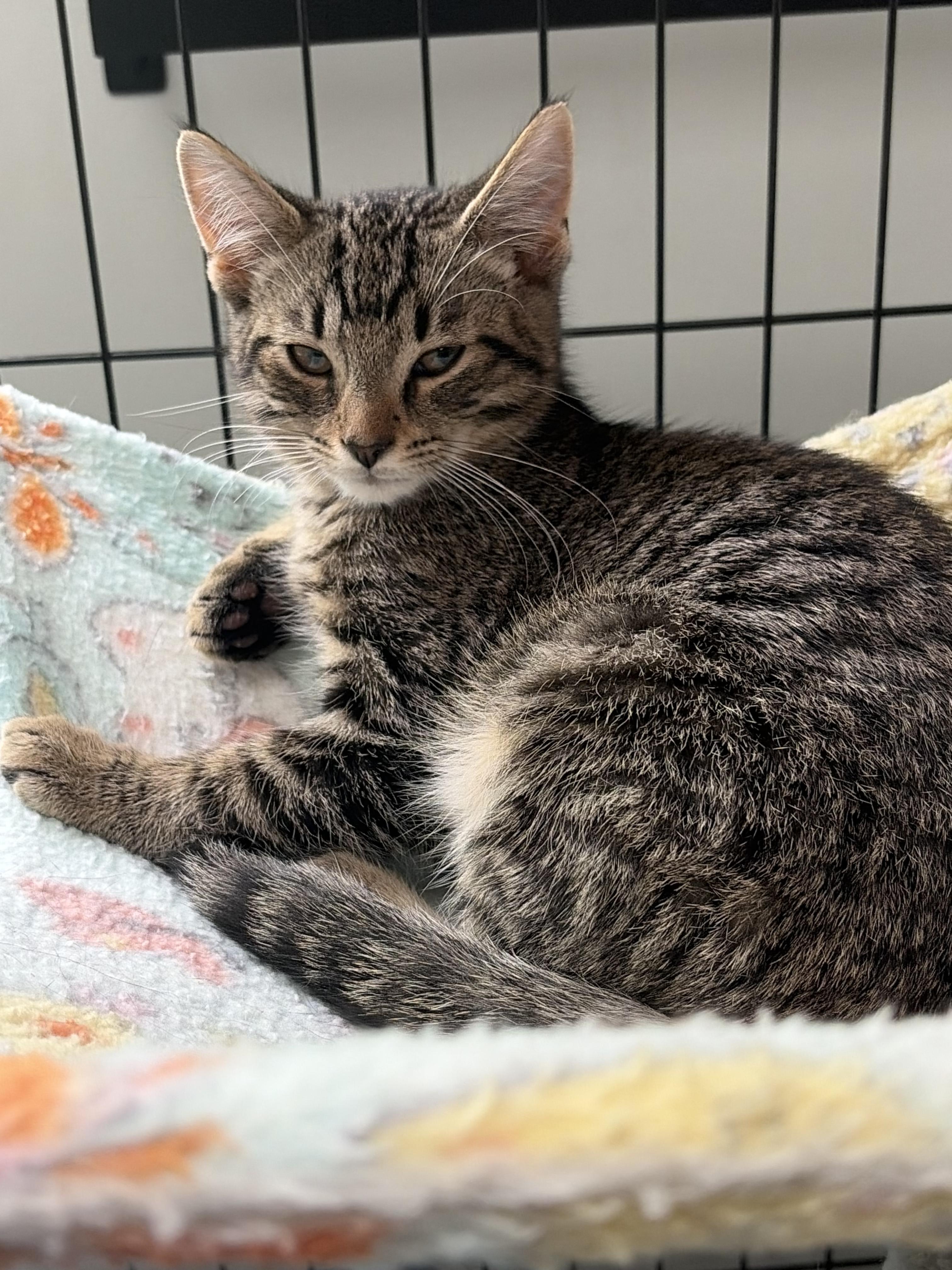 Blizzard, a Adoptable Tabby in Independence, OH image 3/3