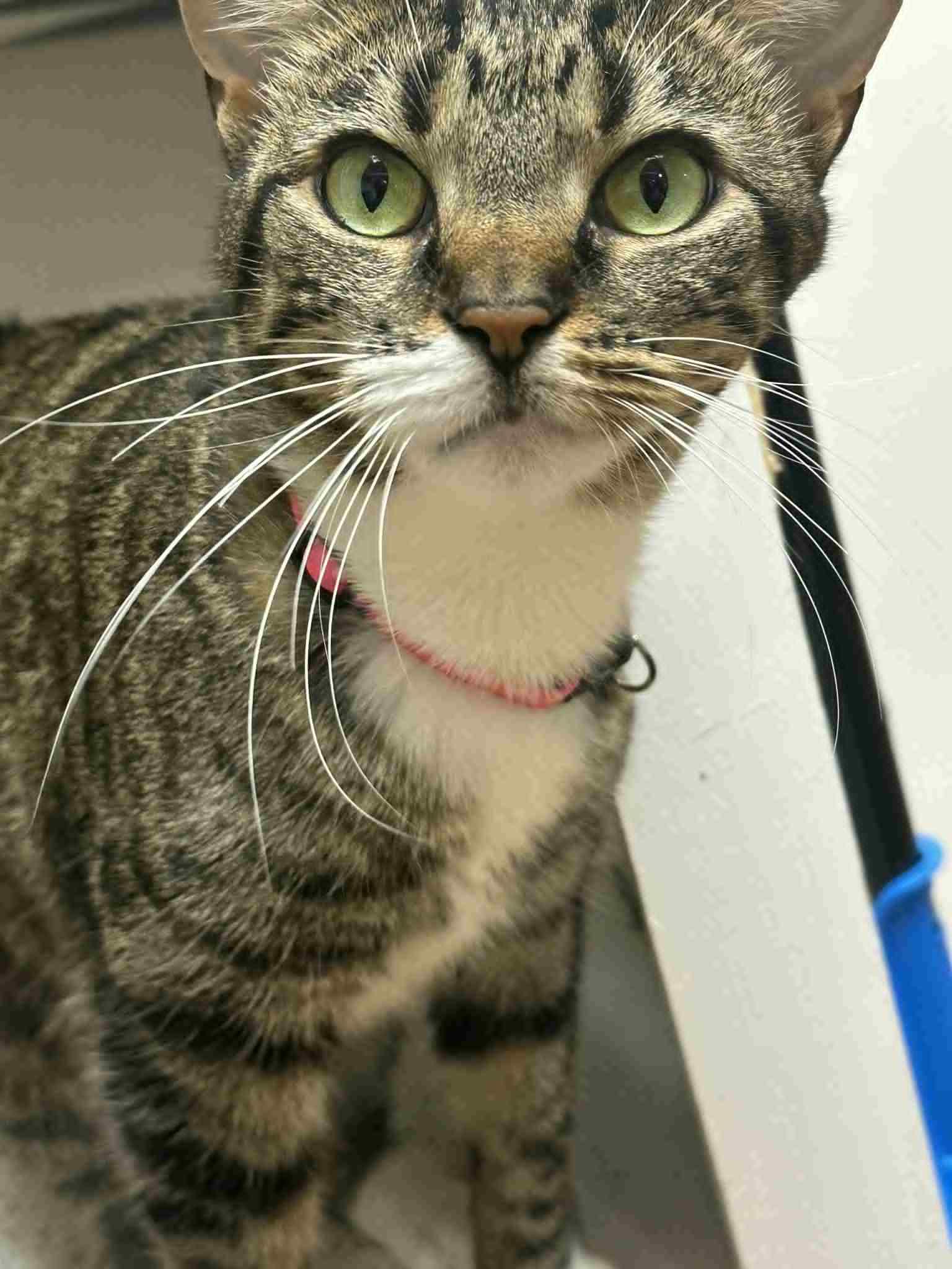 Katara, Adoptable, Adult Female Tabby.