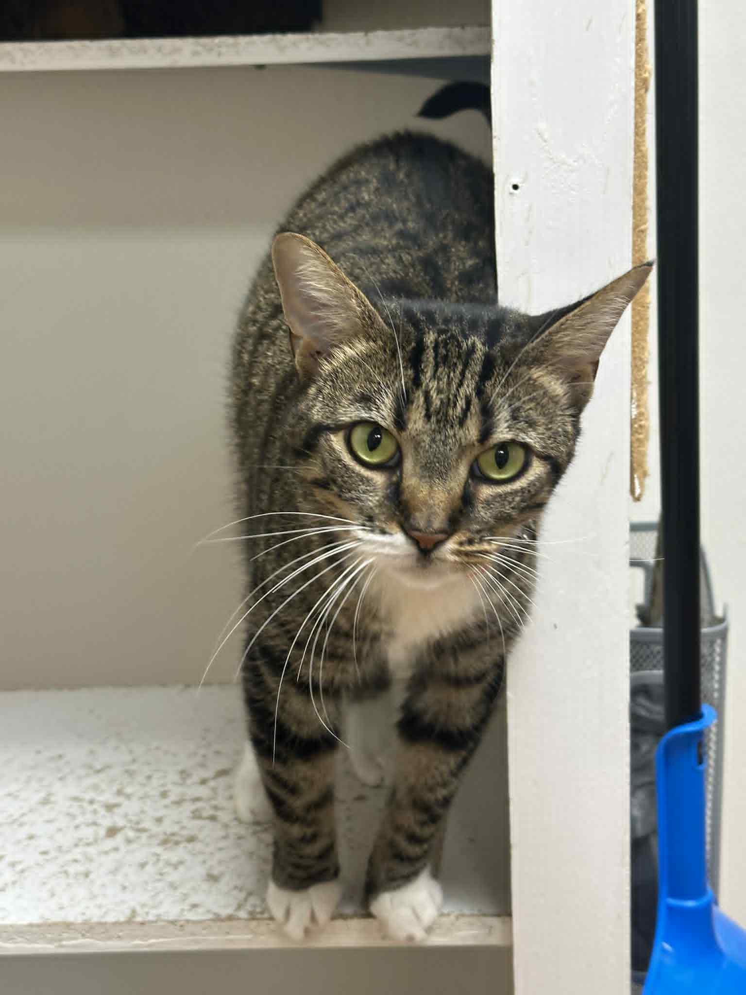 Katara, a Adoptable Tabby in Mauston, WI image 2/3