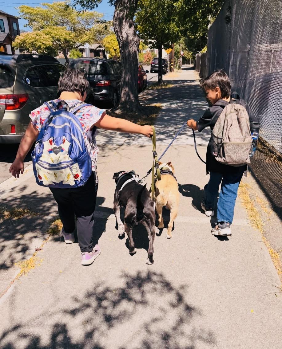 Enlarge Biggie, an adopted Pit Bull Terrier in San Diego, CA image 5/6