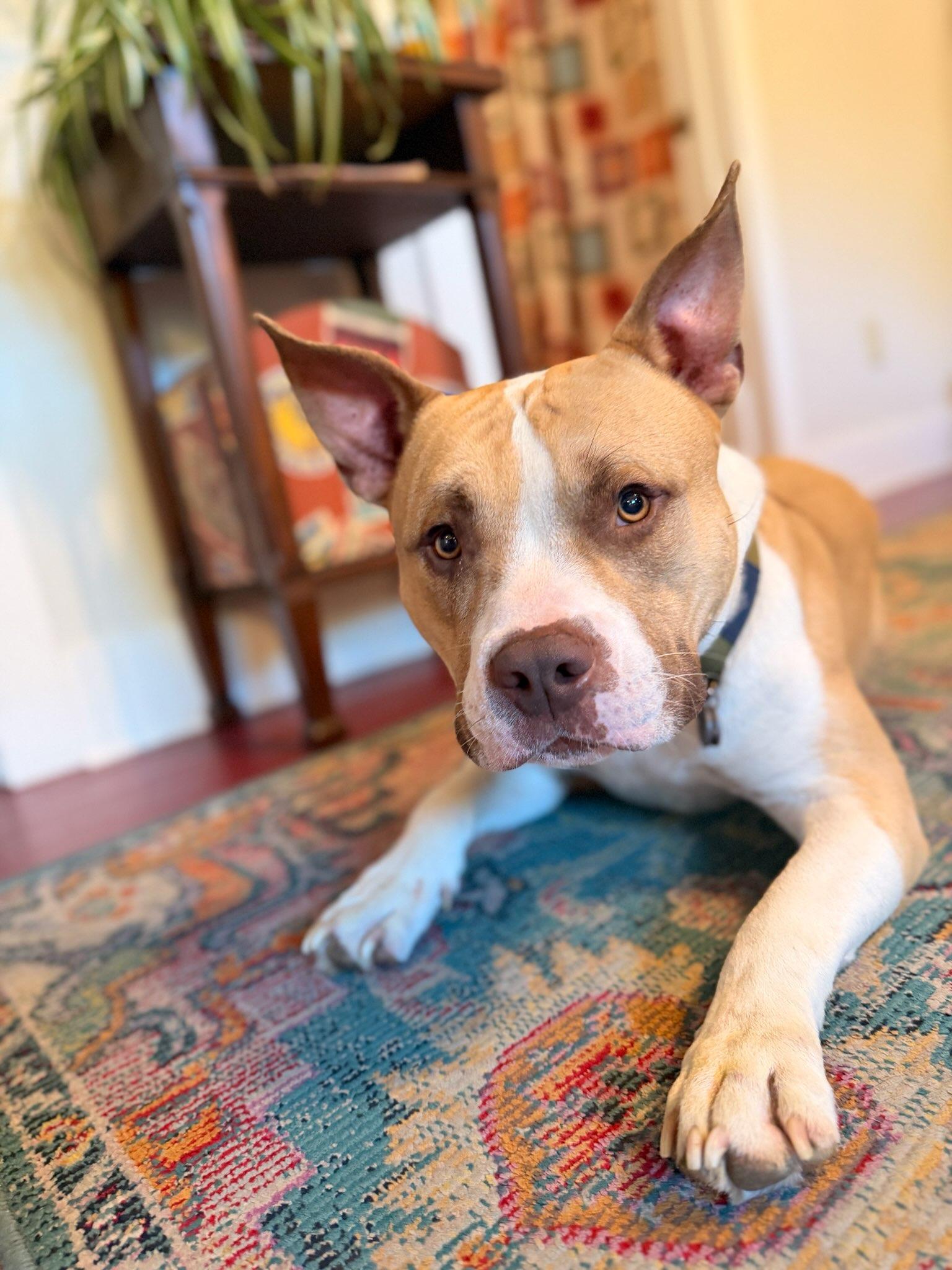 Biggie, adopted, Young Male Pit Bull Terrier.