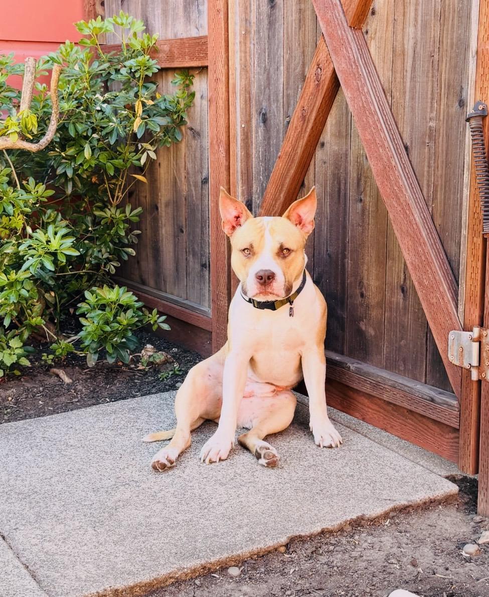Enlarge Biggie, an adopted Pit Bull Terrier in San Diego, CA image 2/6
