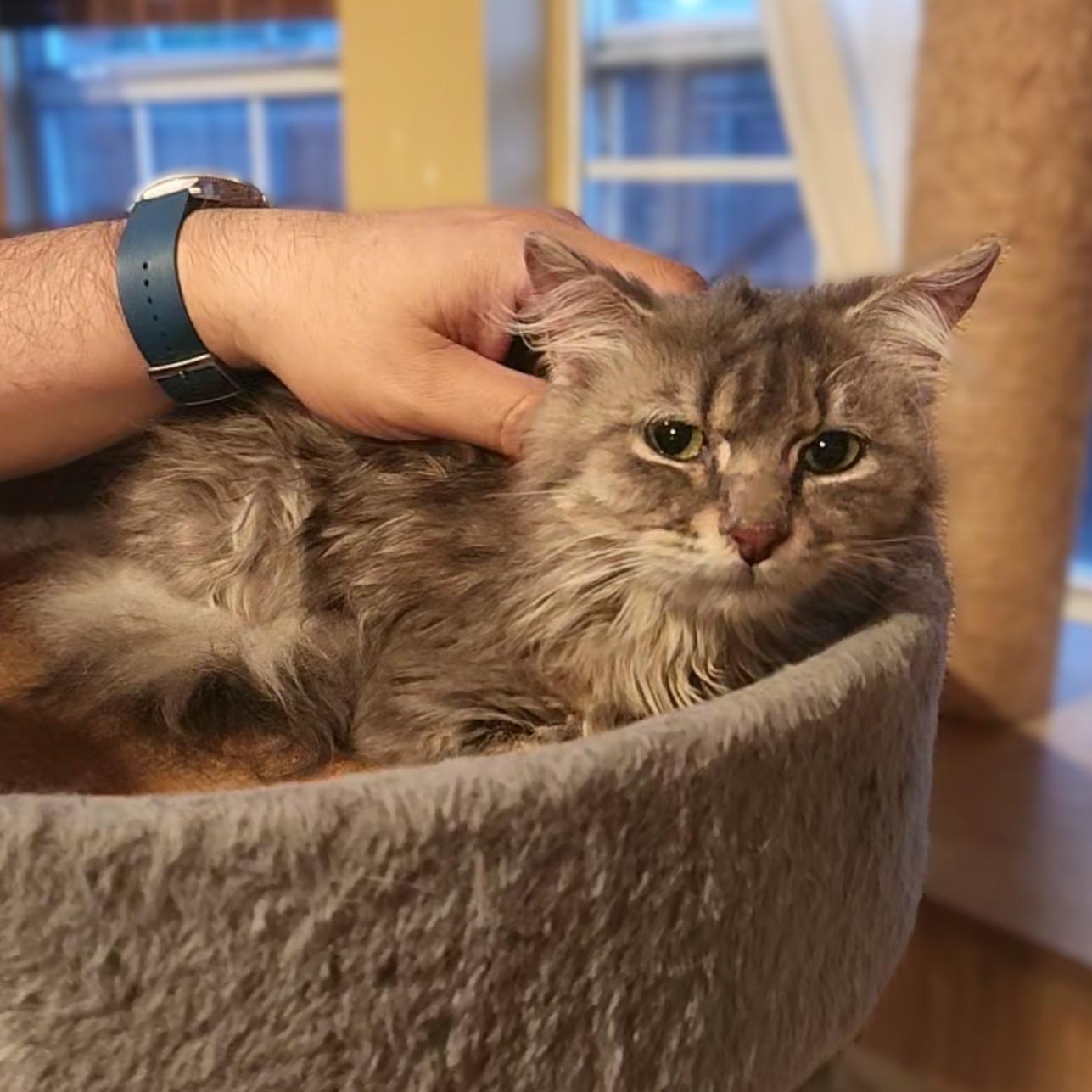 Enlarge Chewie , a Adoptable mixed breed in Allen, TX image 5/6