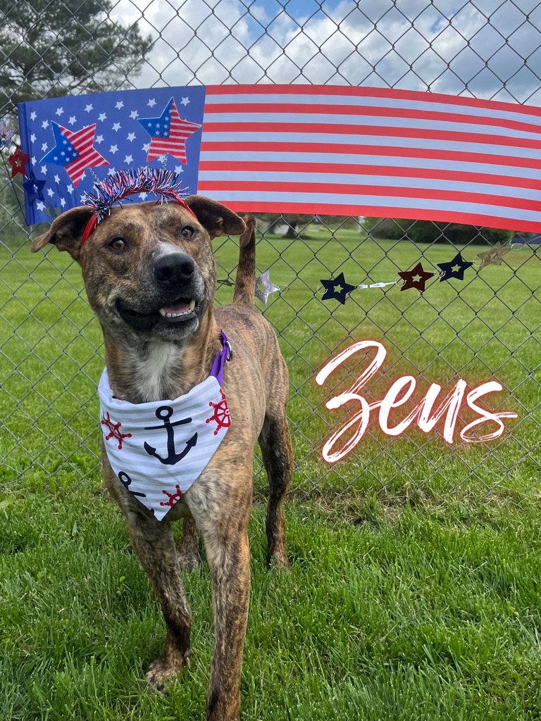 Enlarge Zeus, an adoptable mixed breed in Caro, MI image 1/2