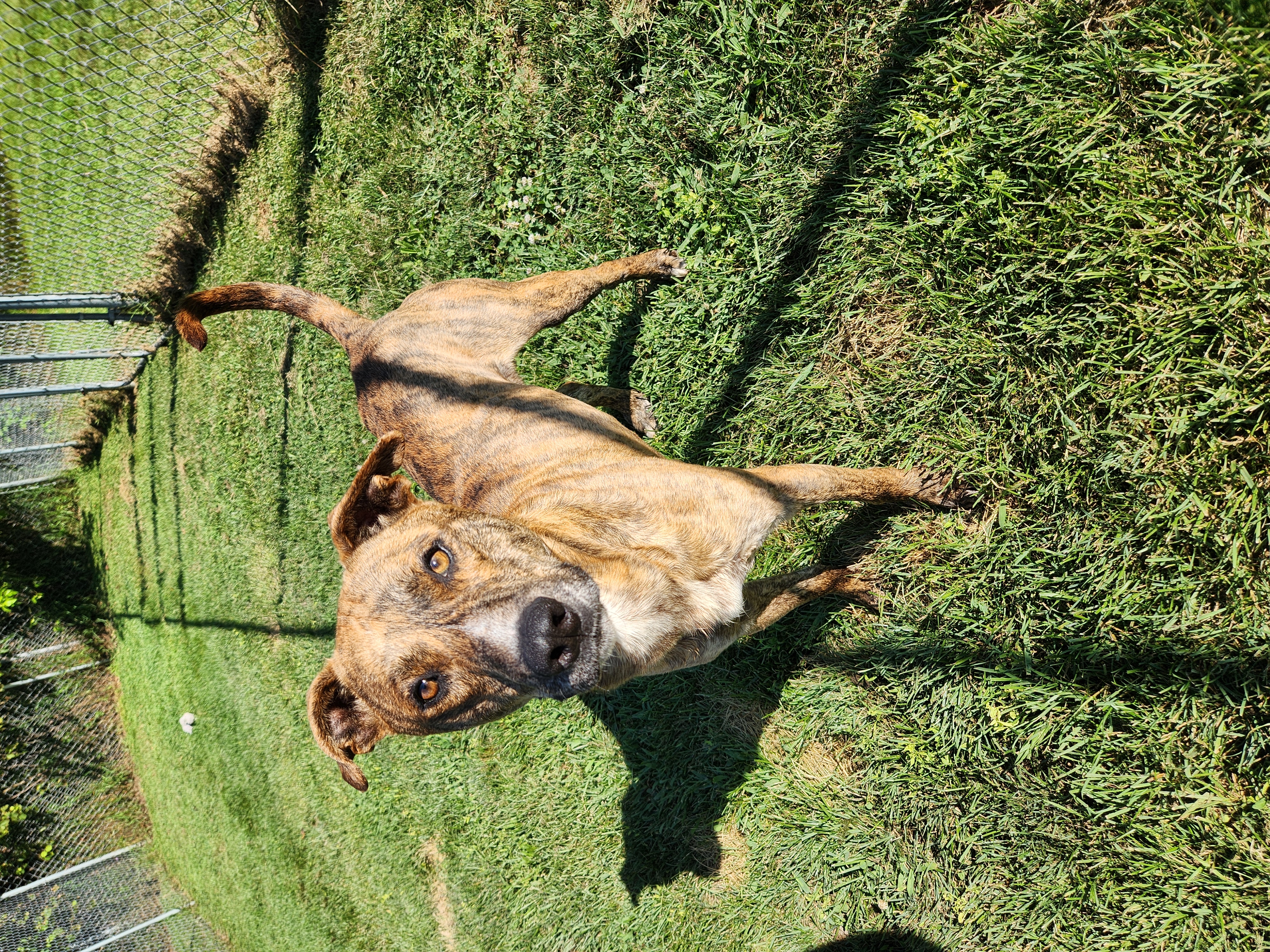 Enlarge Zeus, an adoptable mixed breed in Caro, MI image 2/2