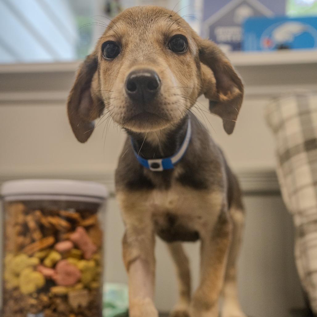 Andy, Adoptable, Puppy Male Hound & Labrador Retriever.
