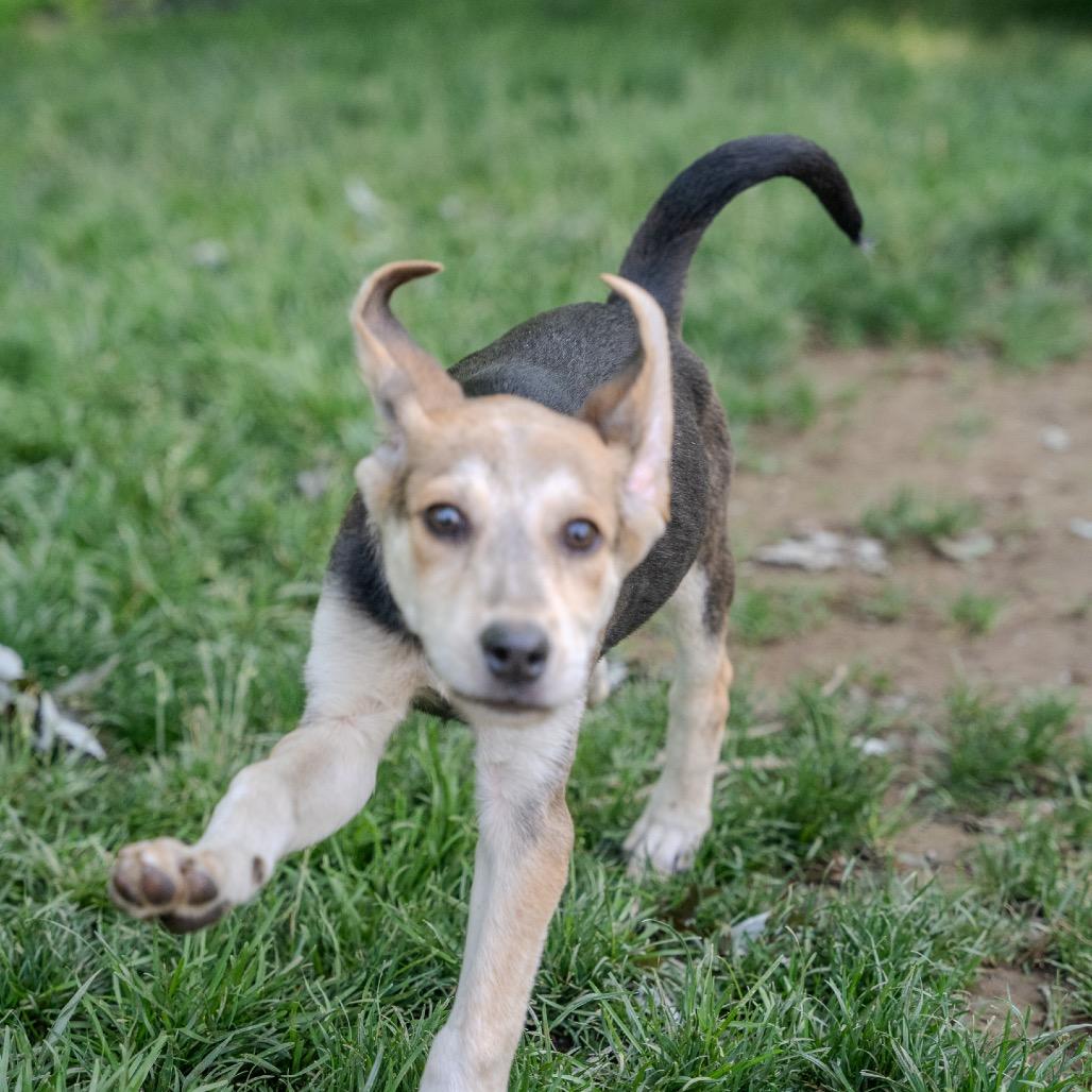 Andy, Adoptable, Puppy Male Hound & Labrador Retriever.