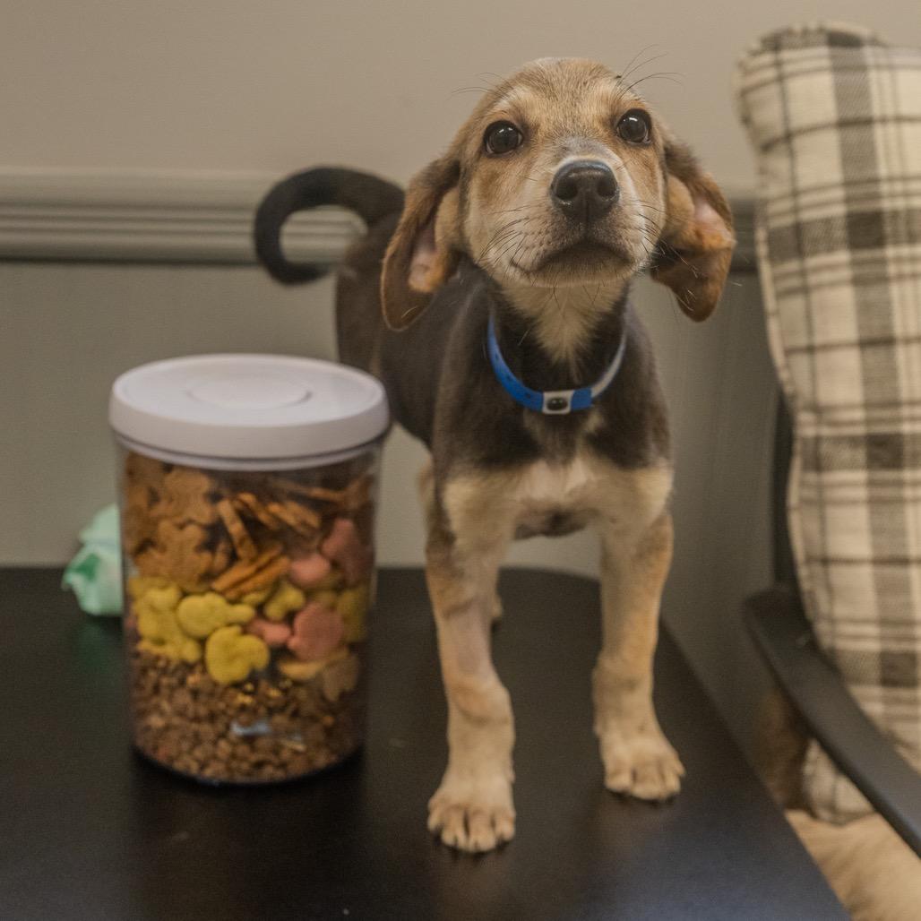 Andy, a Adoptable mixed breed in Pawling, NY image 2/6