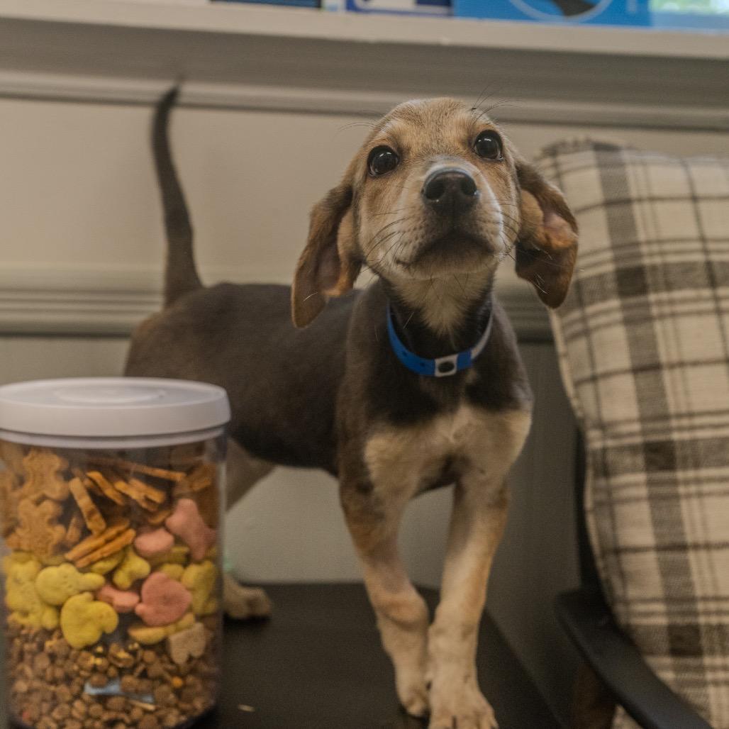 Andy, a Adoptable mixed breed in Pawling, NY image 3/6