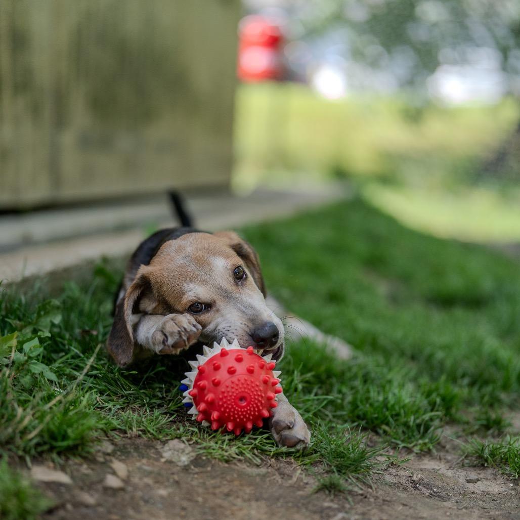 Andy, Adoptable, Young Male American Foxhound & Labrador Retriever.