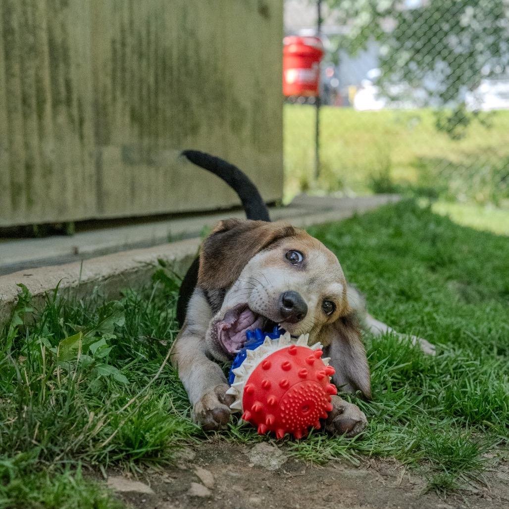 Enlarge Andy, a Adoptable mixed breed in Pawling, NY image 2/6
