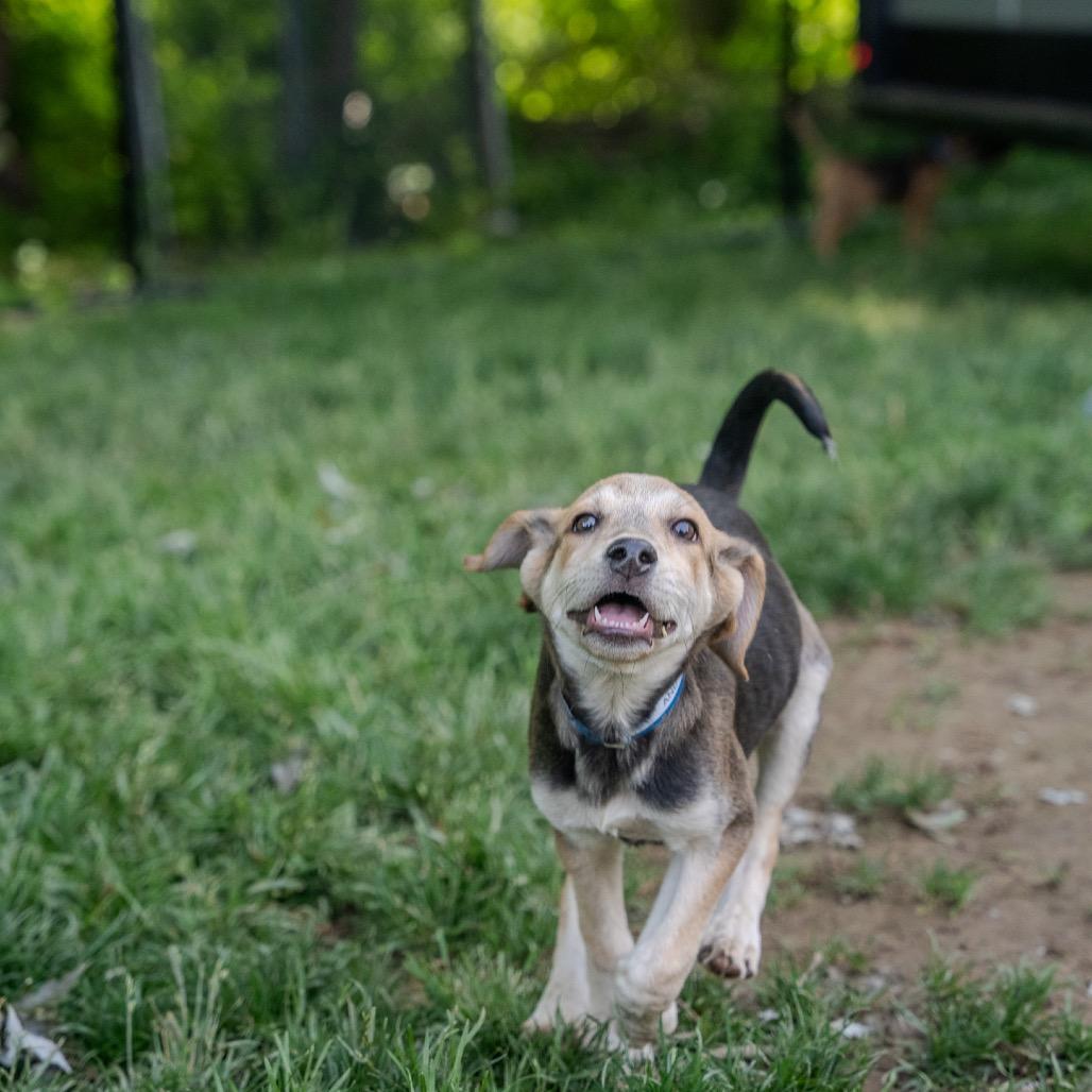 Andy, a Adoptable mixed breed in Pawling, NY image 2/6