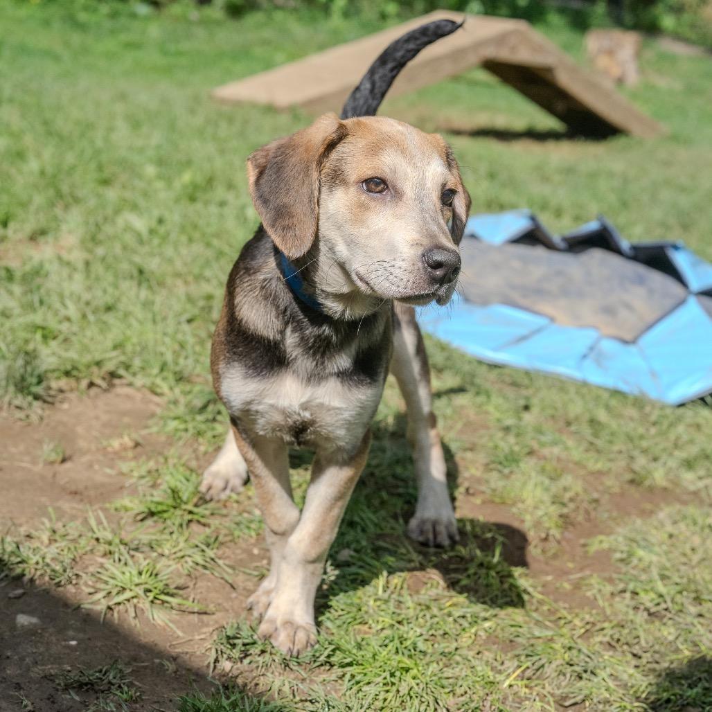 Enlarge Andy, a Adoptable mixed breed in Pawling, NY image 3/6