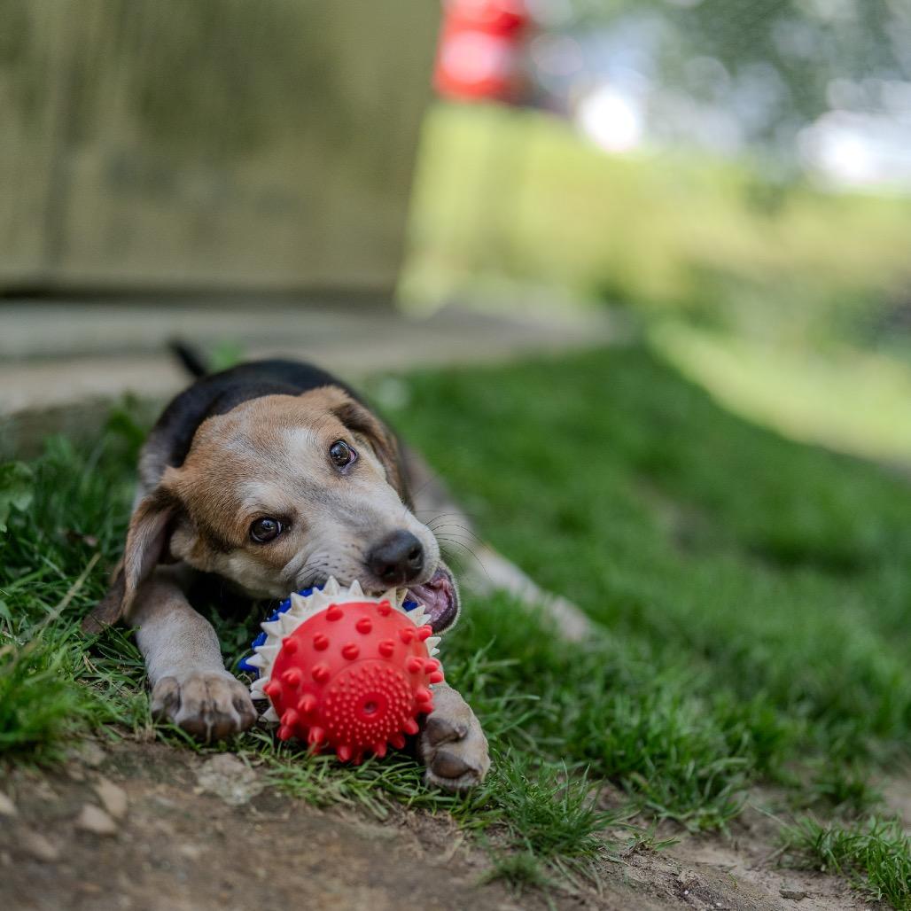 Enlarge Andy, a Adoptable mixed breed in Pawling, NY image 4/6
