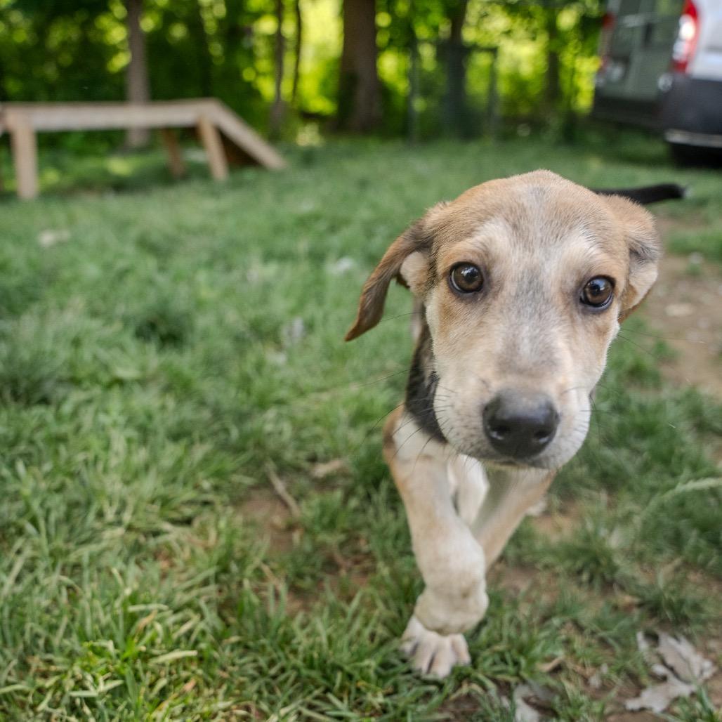 Andy, a Adoptable mixed breed in Pawling, NY image 3/6