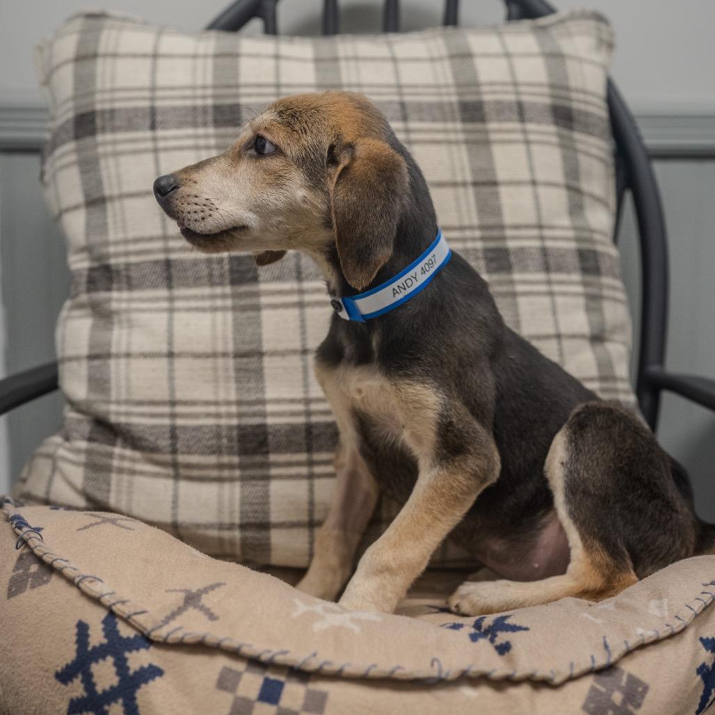 Andy, a Adoptable mixed breed in Pawling, NY image 4/6