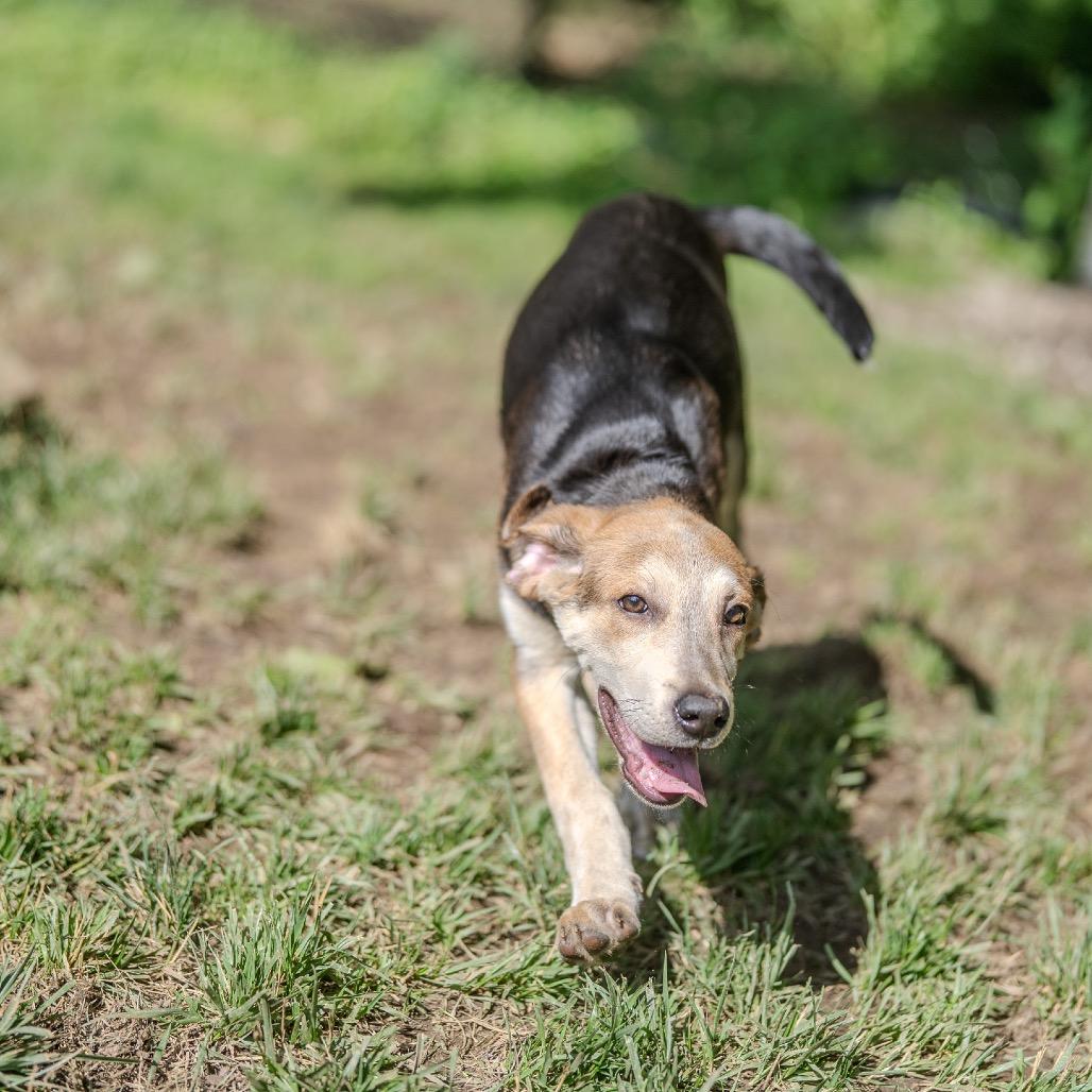 Andy, a Adoptable mixed breed in Pawling, NY image 4/6
