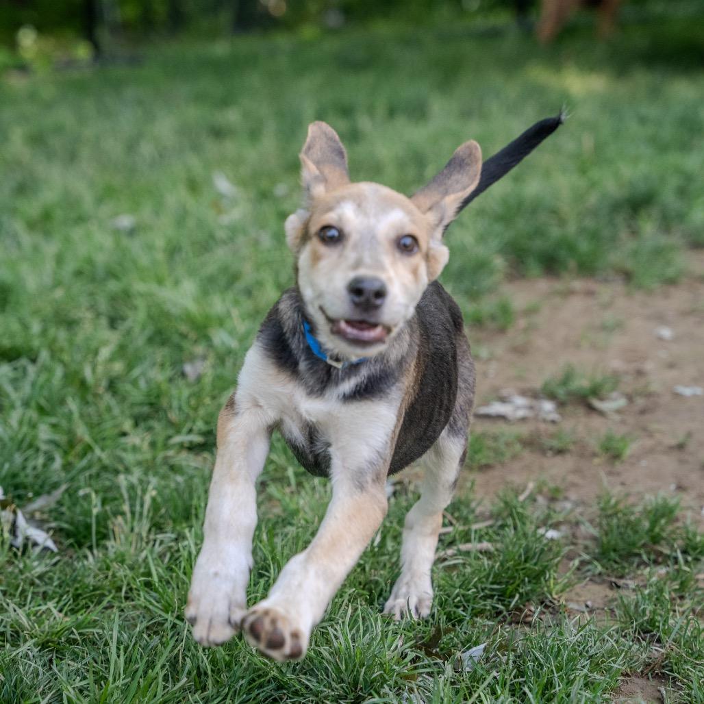 Andy, a Adoptable mixed breed in Pawling, NY image 5/6