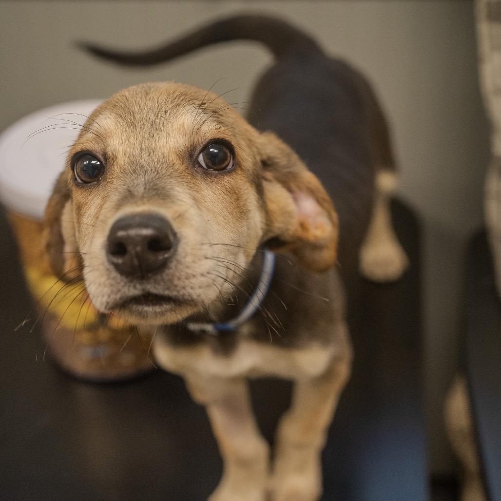 Andy, a Adoptable mixed breed in Pawling, NY image 5/6