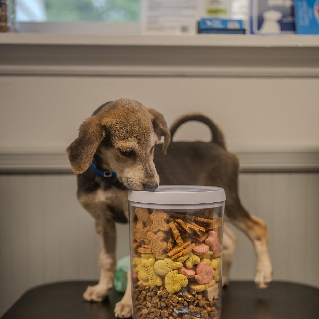 Andy, a Adoptable mixed breed in Pawling, NY image 6/6