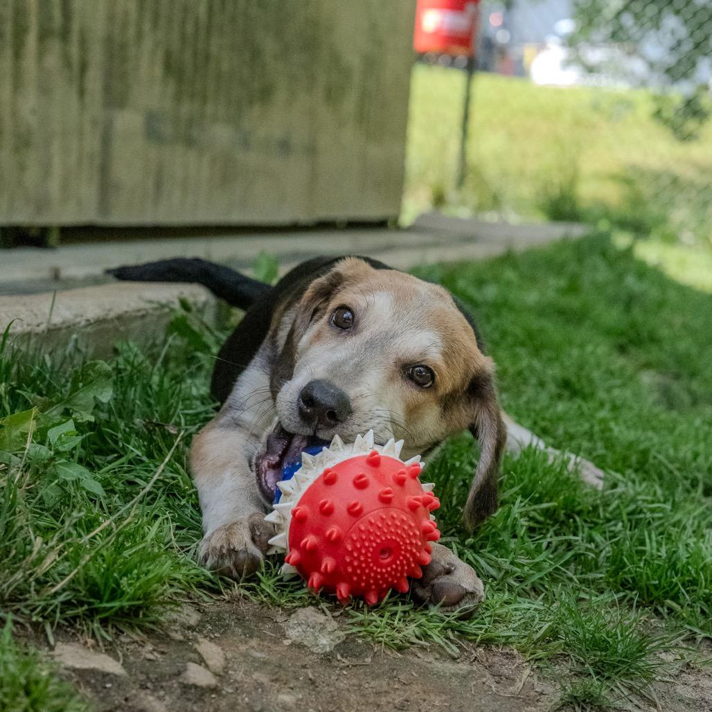 Andy, a Adoptable mixed breed in Pawling, NY image 6/6