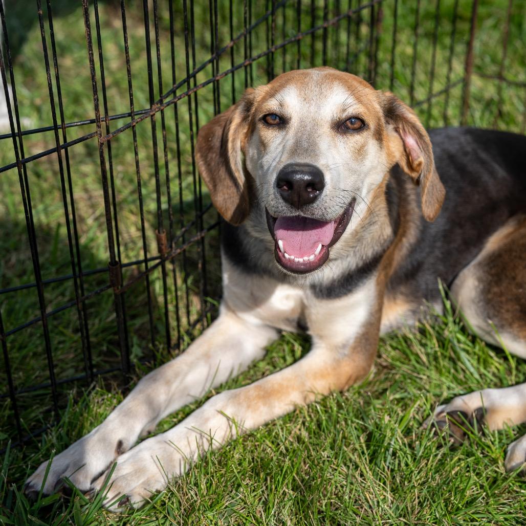 Enlarge Andy, a Adoptable mixed breed in Pawling, NY image 6/6