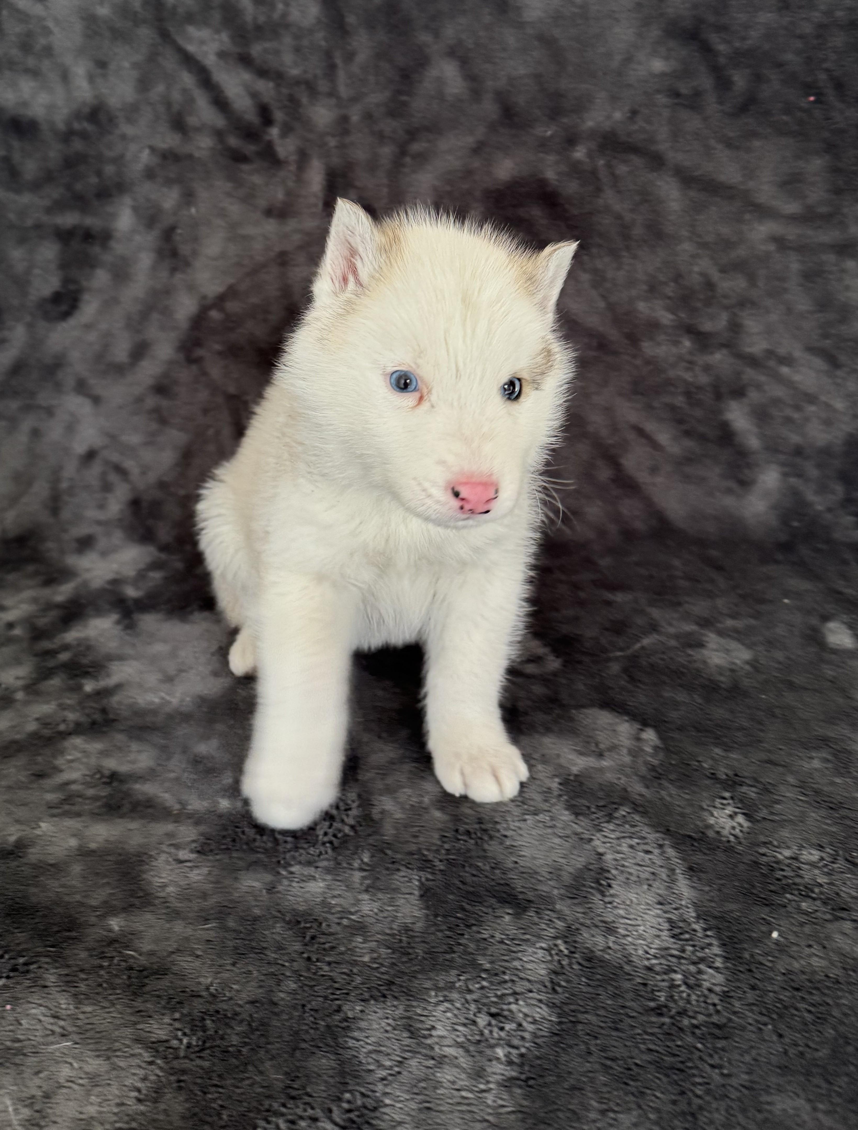 Jaden, ADOPTABLE, Young Male Siberian Husky.
