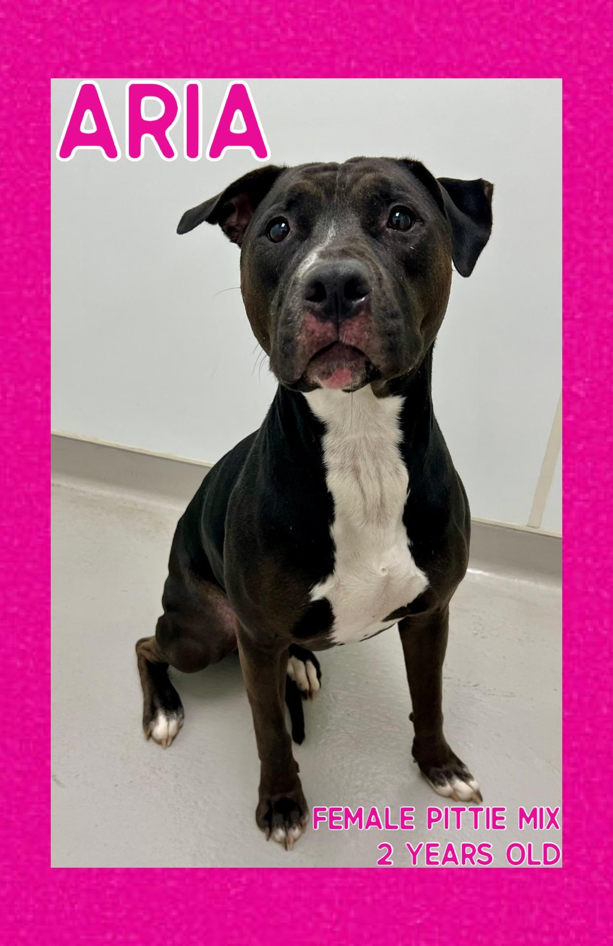 Aria, Adoptable, Adult Female Pit Bull Terrier.