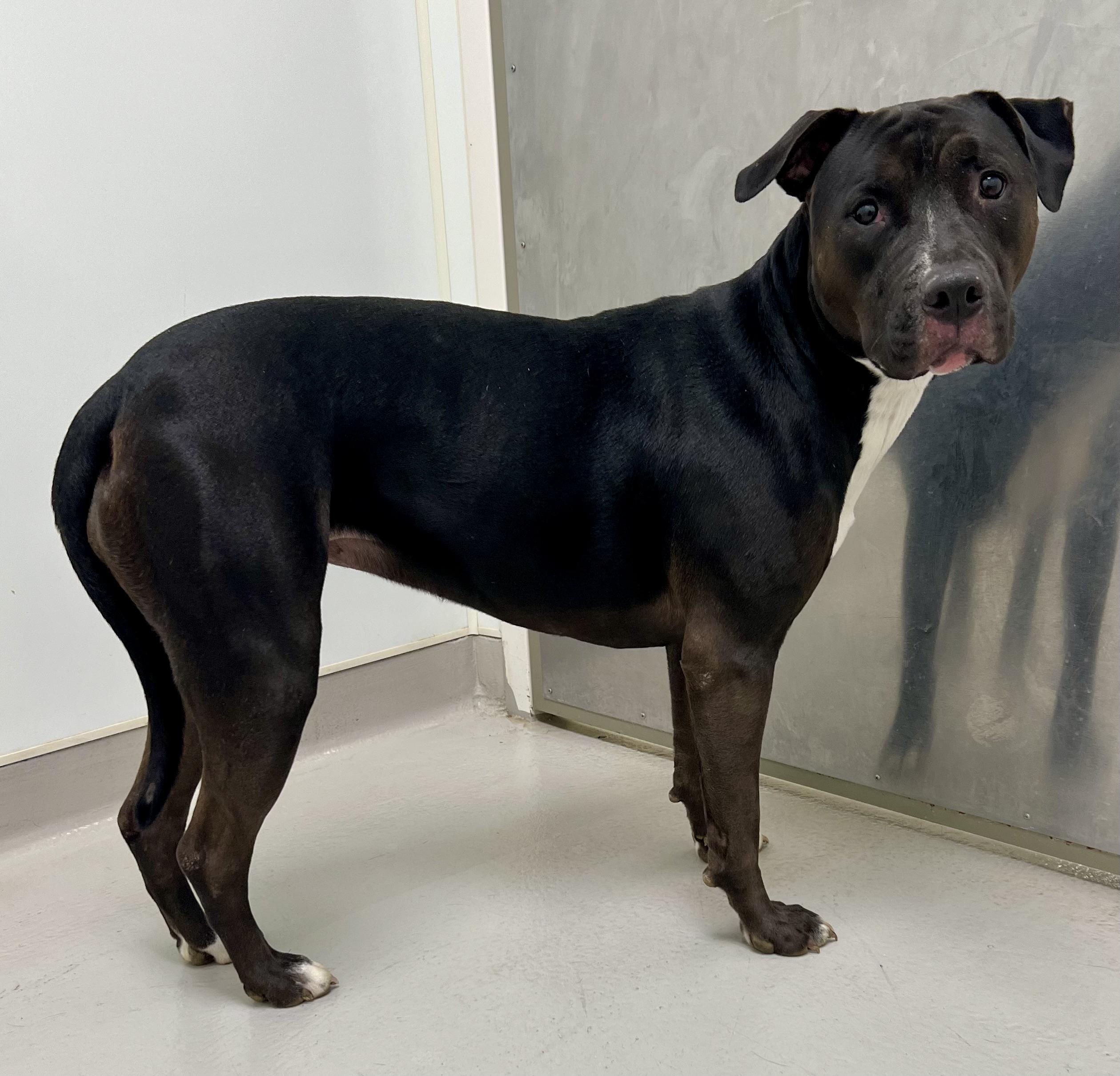 Enlarge Aria, a Adoptable mixed breed in Danville, IN image 2/3