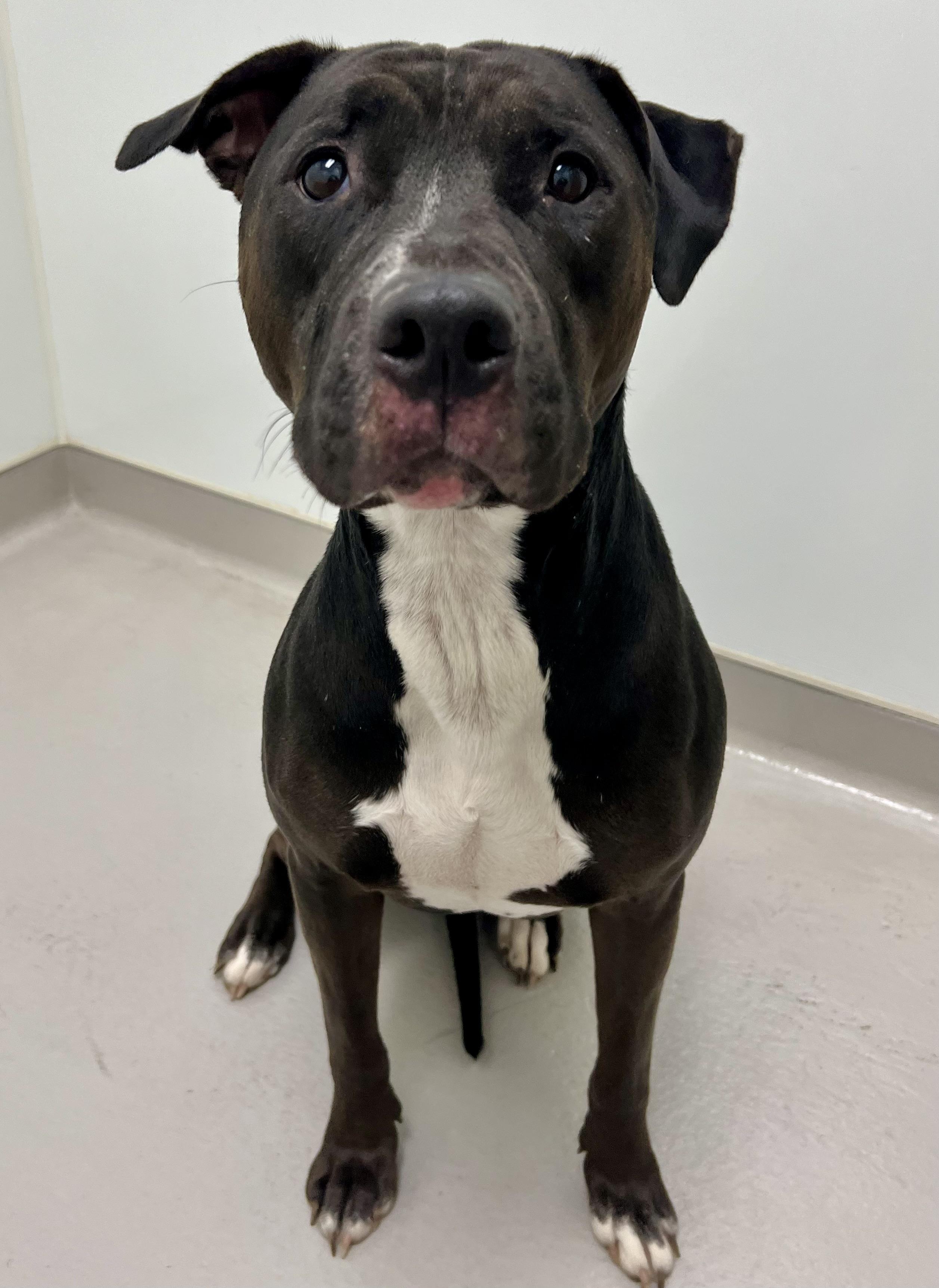 Enlarge Aria, a Adoptable mixed breed in Danville, IN image 3/3