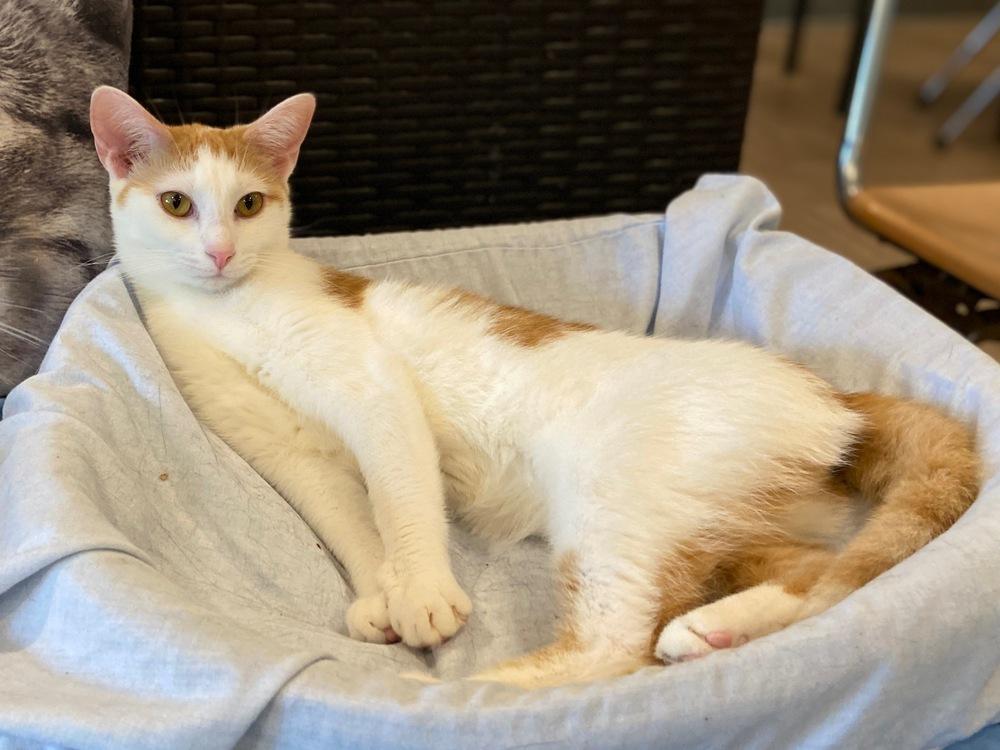 Angel, Adopted, Adult Female Domestic Short Hair.