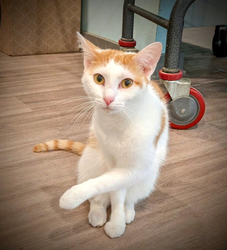 Enlarge Angel, a Adopted mixed breed in New Cumberland, WV image 2/6