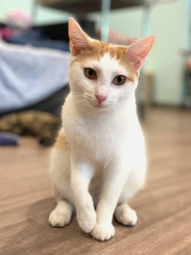 Enlarge Angel, a Adopted mixed breed in New Cumberland, WV image 3/6