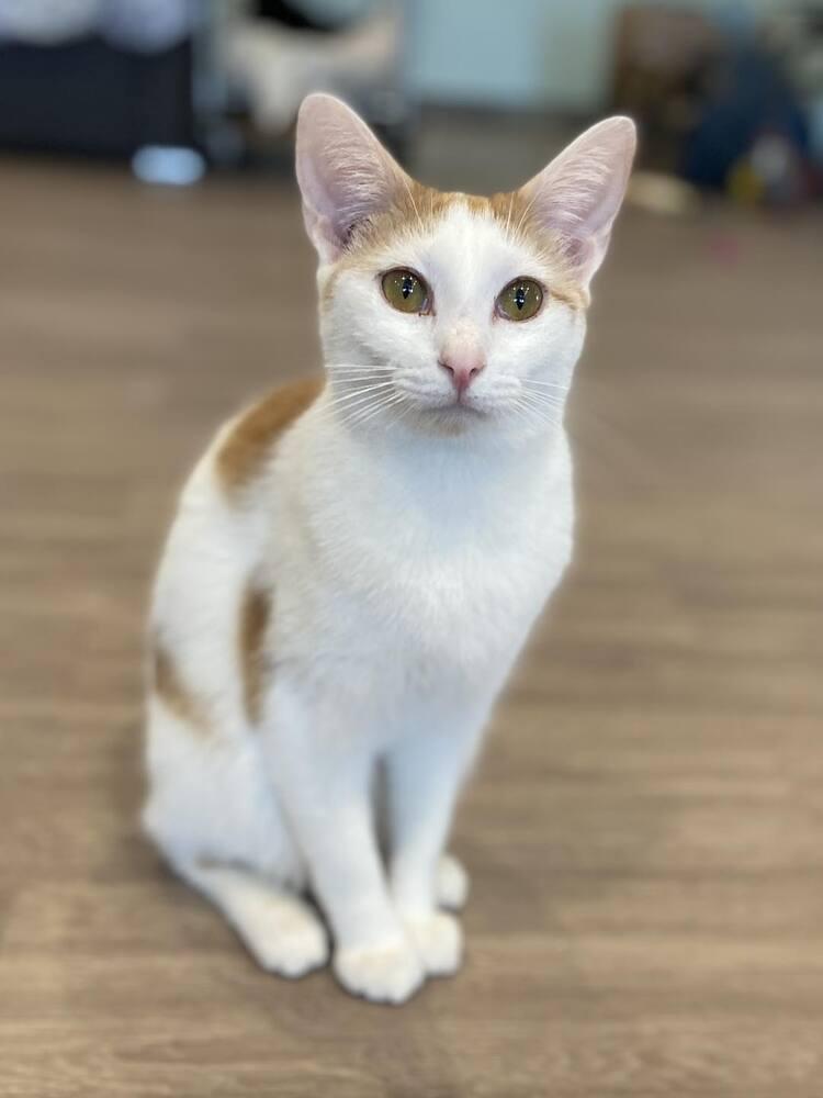 Enlarge Angel, a Adopted mixed breed in New Cumberland, WV image 4/6